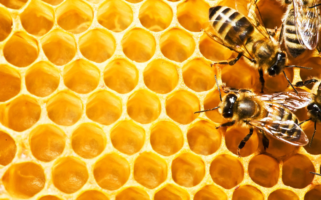 Topvrouwen vs. queen bee’s