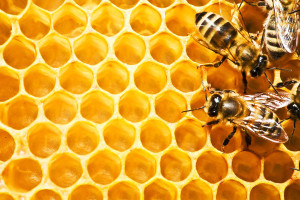 Topvrouwen vs Queen Bee's